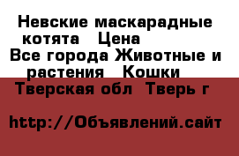 Невские маскарадные котята › Цена ­ 20 000 - Все города Животные и растения » Кошки   . Тверская обл.,Тверь г.